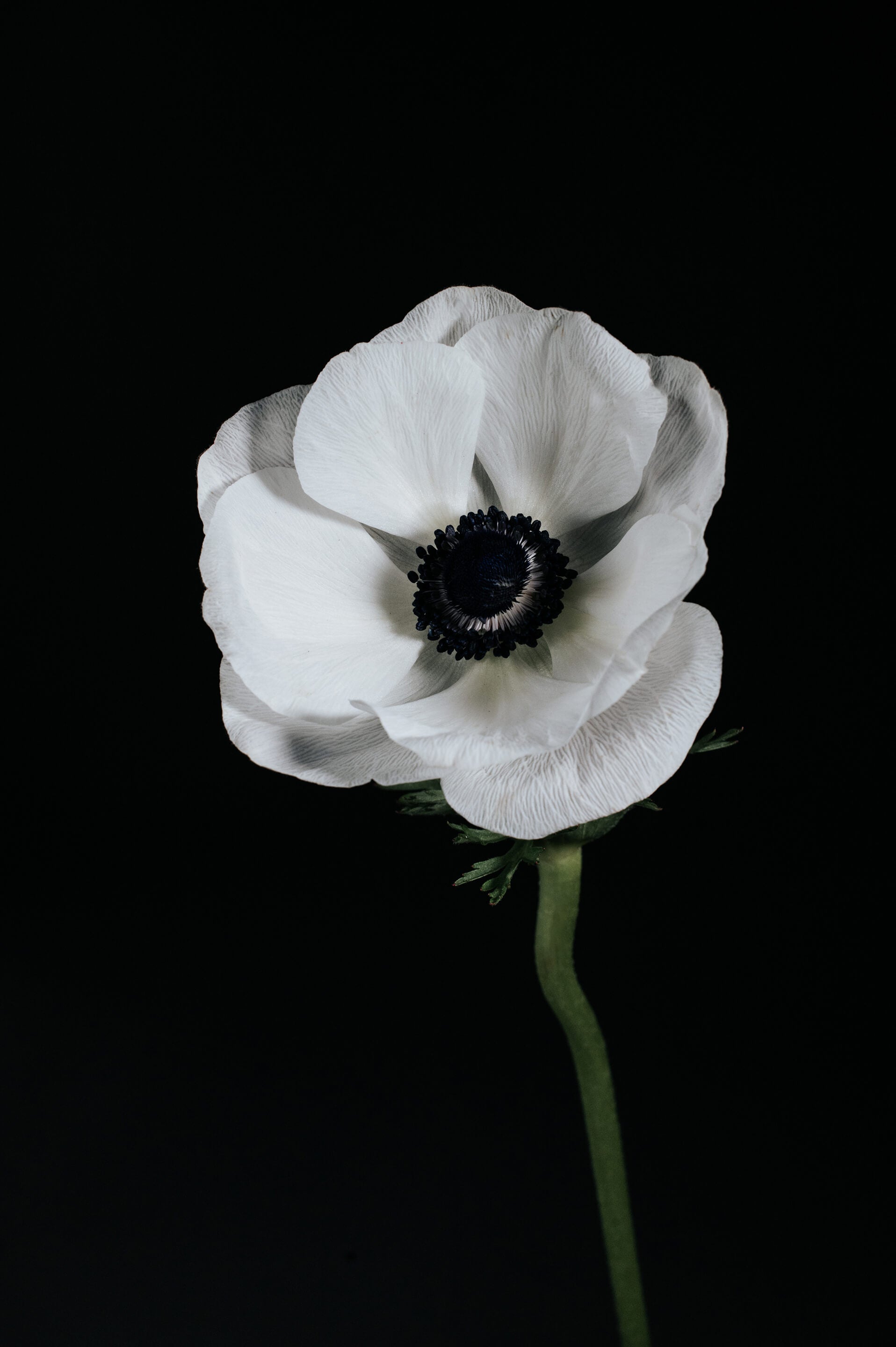 White flower with a black center on a black background