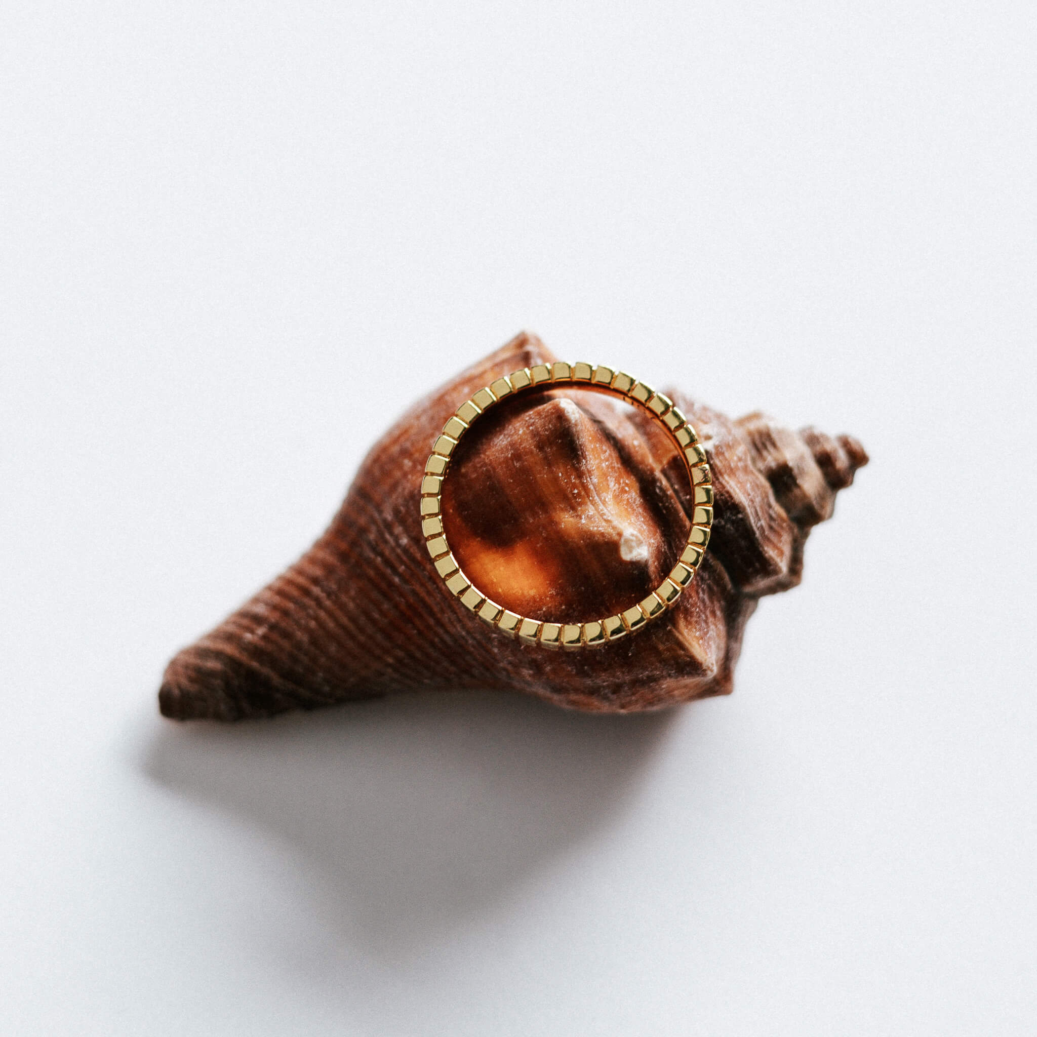 Shell with a gold stacking ridged ring on a white background